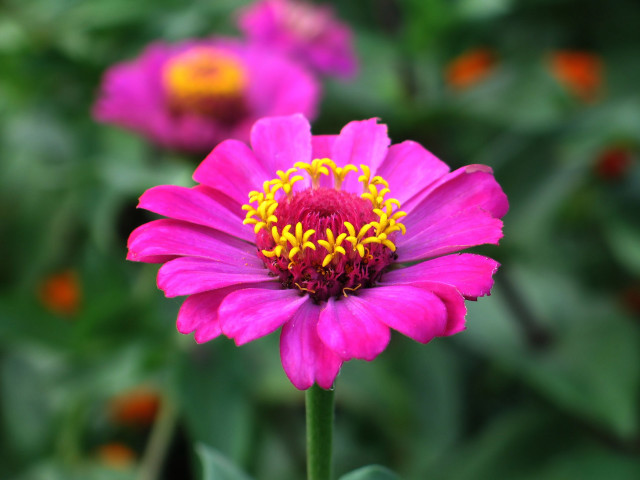 Pink flower yellow stamens garden free wallpaper for desktop - medium preview image