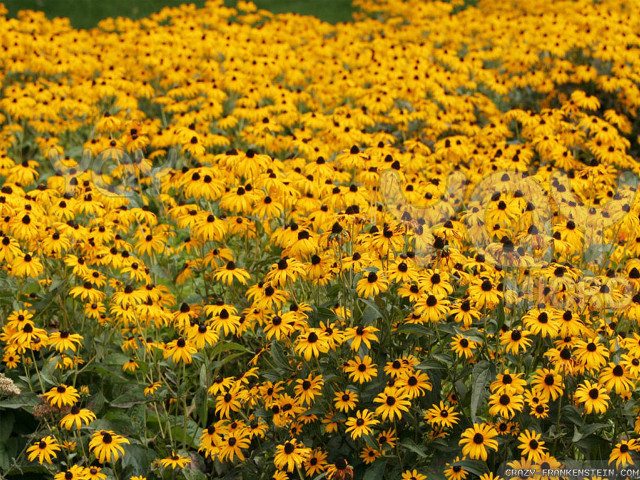 Yellow flowers green field blue free wallpaper for desktop - medium preview image