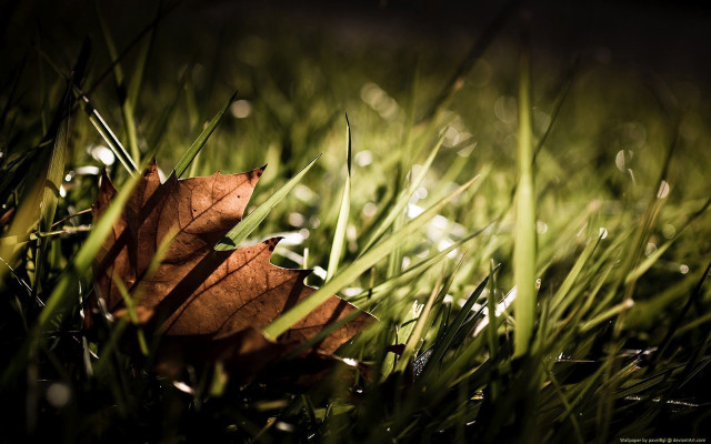Leaf dew grass green brown free wallpaper for desktop - medium preview image