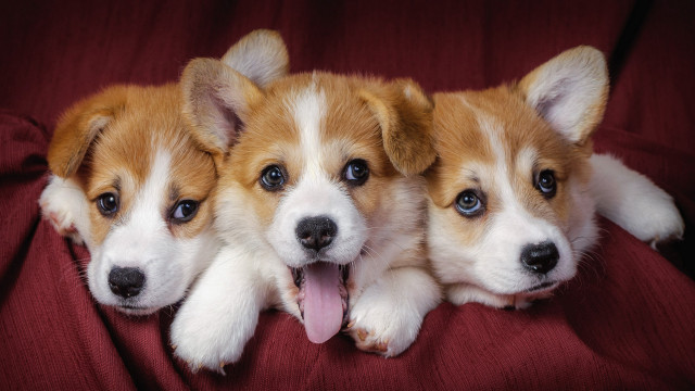 Three puppies red blanket cute #2 free wallpaper for desktop - medium preview image