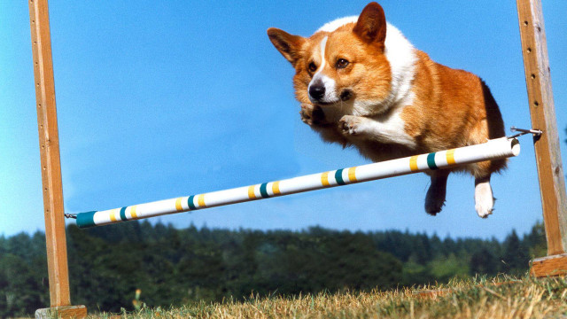 Dog jumping hurdle field grass free wallpaper for desktop - medium preview image