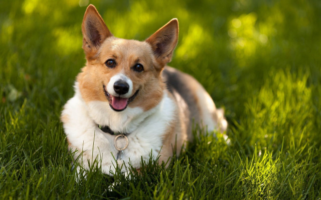 Dog laying grass tongue out free wallpaper for desktop - medium preview image