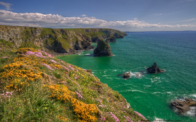 Cliff water flowers scenery nature free wallpaper for desktop - medium preview image