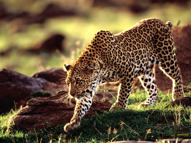 Leopard walking grass rocks trees #2 free wallpaper for desktop - medium preview image