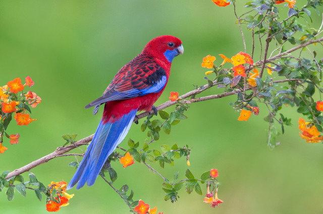 Red blue bird branch orange free wallpaper for desktop - medium preview image