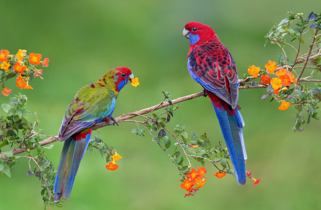 Colorful birds perched branch flowers free wallpaper for desktop - medium preview image