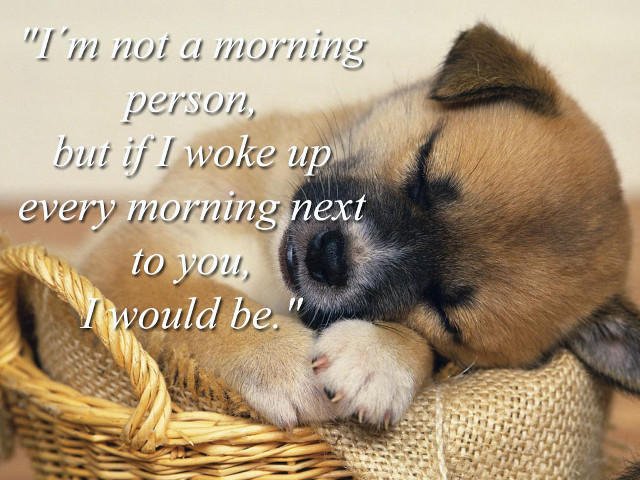 Small dog sleeping basket quote free wallpaper for desktop - medium preview image
