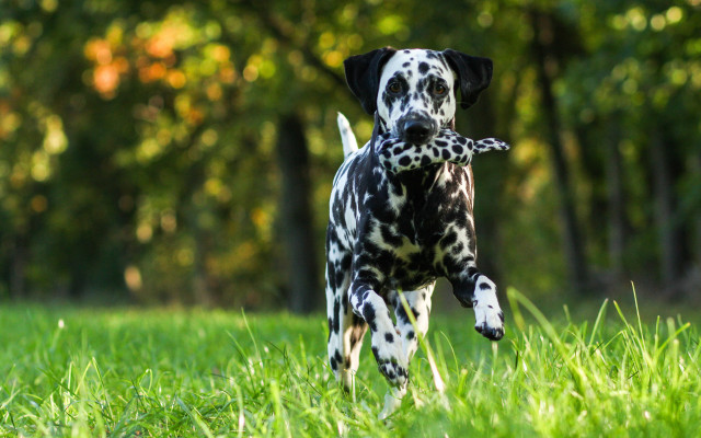 Dog running field frisbee trees free wallpaper for desktop - medium preview image