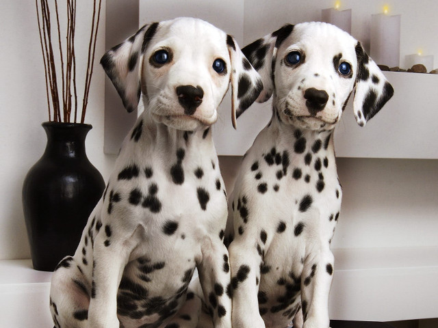 Dalmatian puppies sitting table vase free wallpaper for desktop - medium preview image