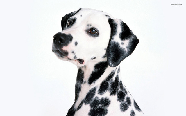 Dalmatian dog black spots looking free wallpaper for desktop - medium preview image