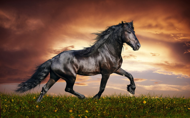 Horse running field sunset clouds free wallpaper for desktop - medium preview image
