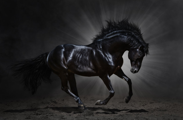 Black horse running dark light free wallpaper for desktop - medium preview image