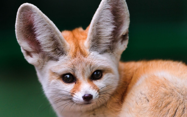 Small fox big ear big free wallpaper for desktop - medium preview image