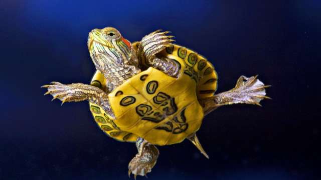 Turtle yellow shell black background free wallpaper for desktop - medium preview image