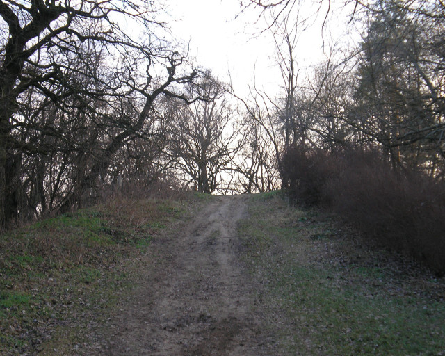 Dirt road trees grass right free wallpaper for desktop - medium preview image