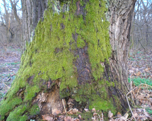 Tree moss woods firehydrant leaves free wallpaper for desktop - medium preview image