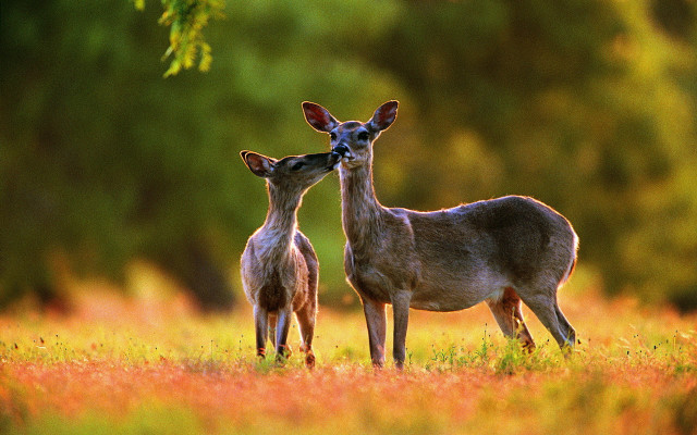 Two deers field trees grass free wallpaper for desktop - medium preview image