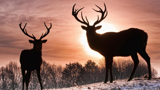 Two deer snow sunset trees free wallpaper for desktop - medium preview image