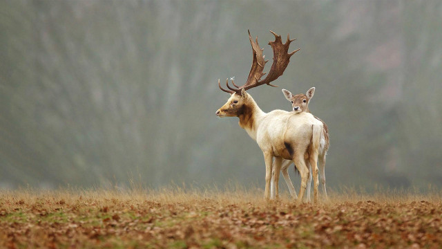 Two deer field trees fog free wallpaper for desktop - medium preview image