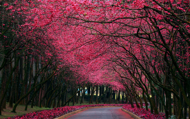 Tree lined road pink flowers #2 free wallpaper for desktop - medium preview image