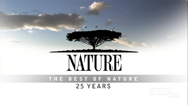 Tree nature sky clouds background free wallpaper for desktop - medium preview image