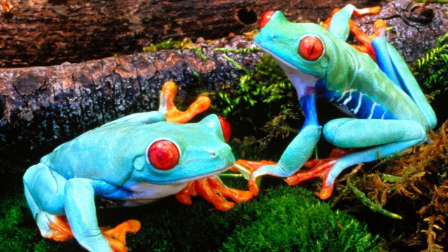 Blue orange frogs mossy ground free wallpaper for desktop - medium preview image