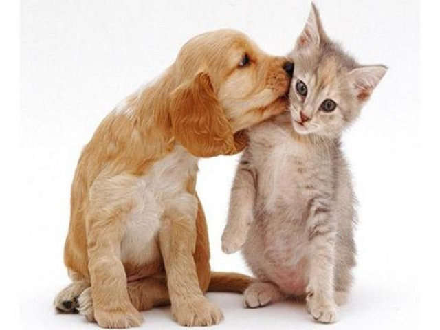 Puppy cat kissing white background free wallpaper for desktop - medium preview image