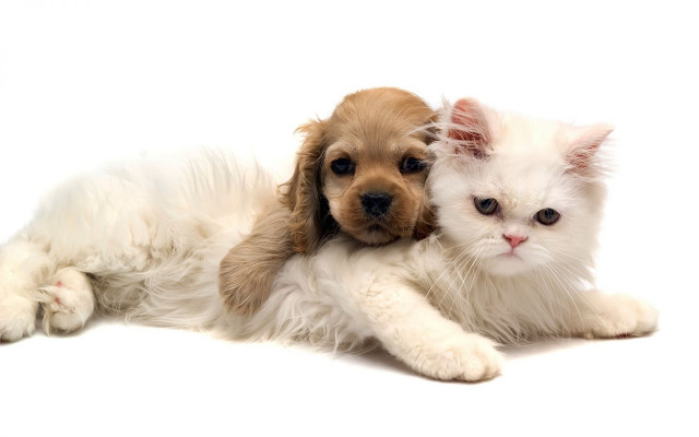 Puppy cat laying white background free wallpaper for desktop - medium preview image