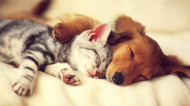 Dog cat sleeping together on #2 free wallpaper for desktop - medium preview image