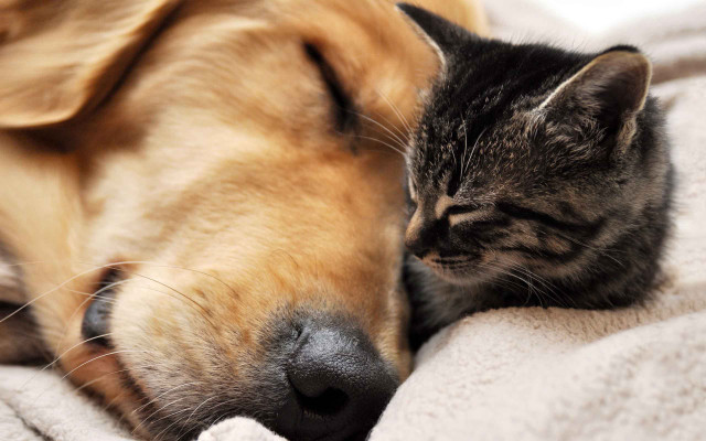Cat dog sleeping together blanket free wallpaper for desktop - medium preview image
