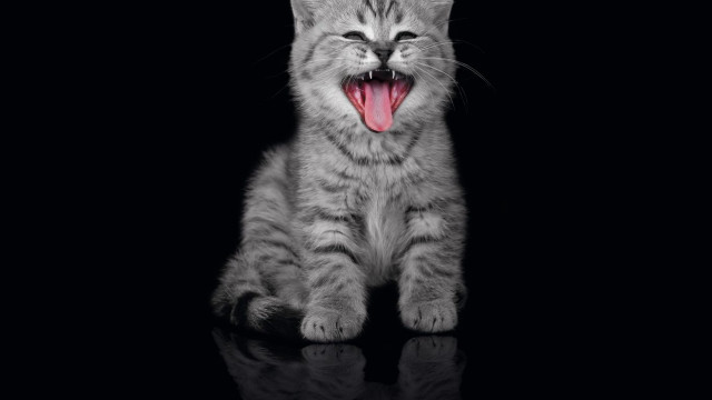 Cat yawning black surface mouth free wallpaper for desktop - medium preview image