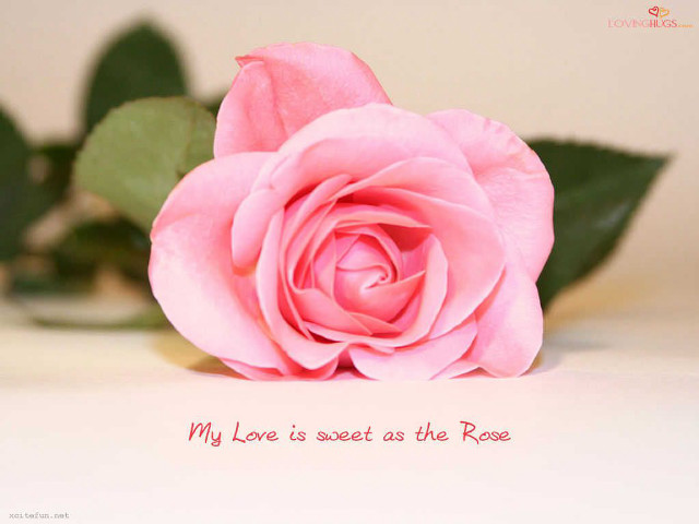 Pink rose message on it free wallpaper for desktop - medium preview image