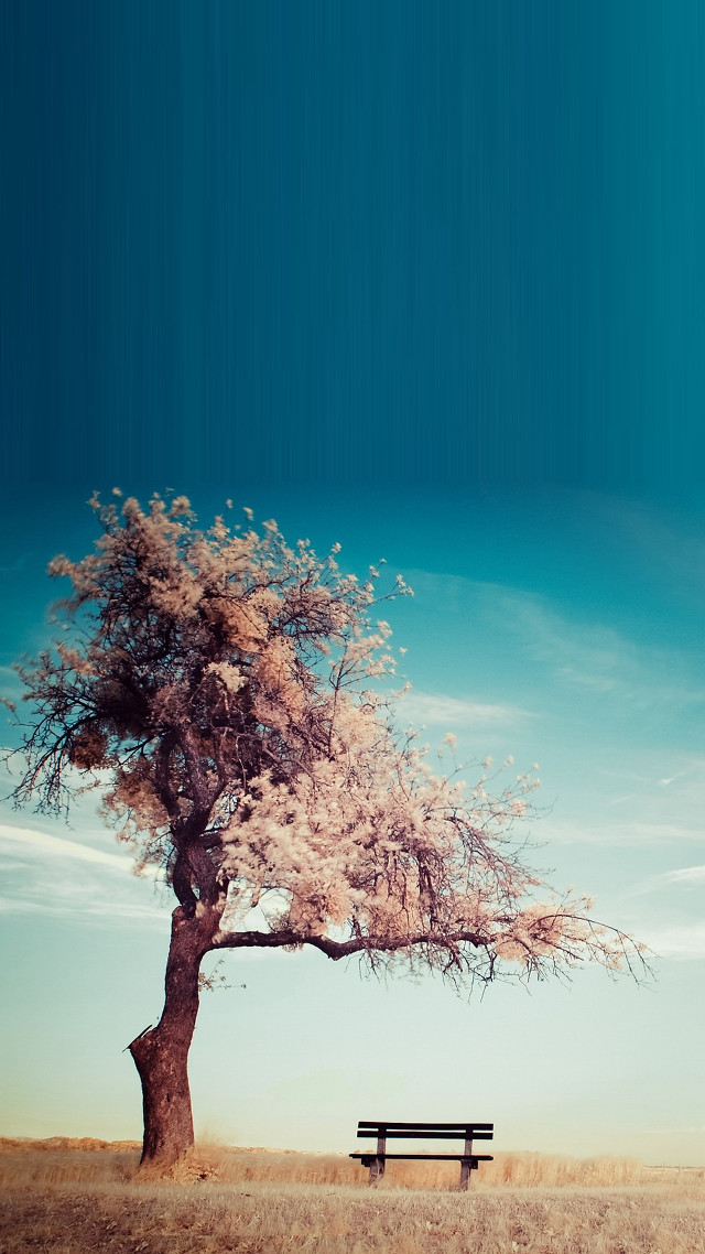 Bench under tree field blue free wallpaper for mobile - medium preview image