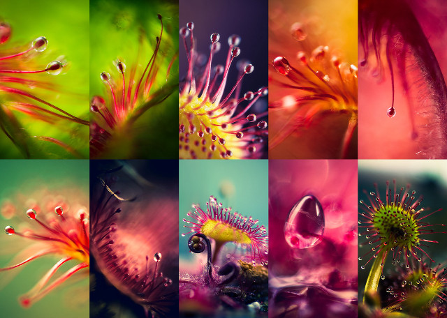 Flowers water drops nature beauty free wallpaper for desktop - medium preview image