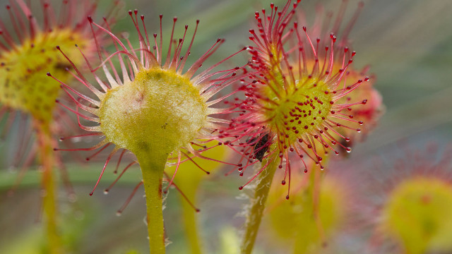 Flower bug closeup blurry background free wallpaper for desktop - medium preview image