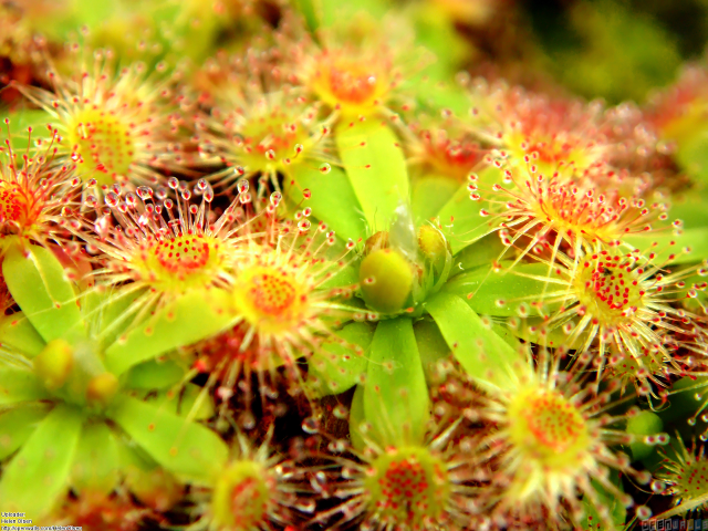 Close up flowers green leaves #3 free wallpaper for desktop - medium preview image