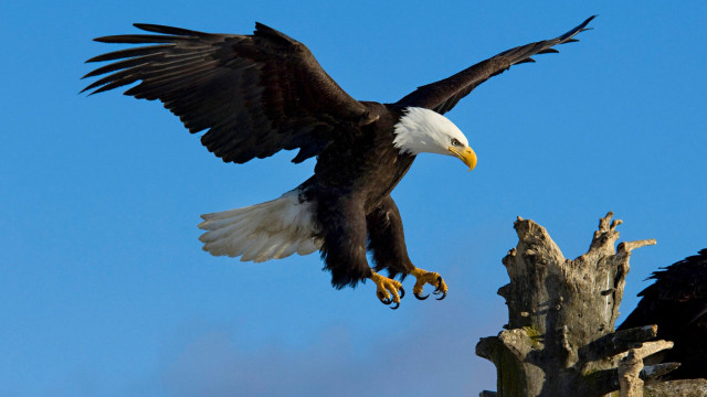 Bald eagle flying over dead free wallpaper for desktop - medium preview image