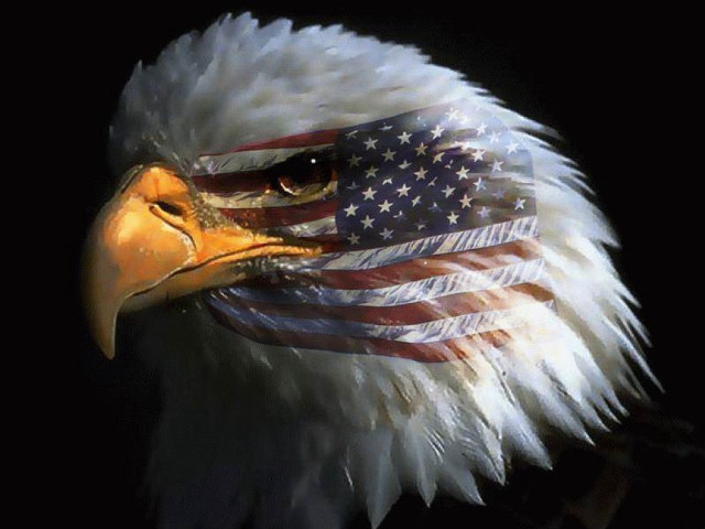 Bald eagle american flag portrait free wallpaper for desktop - medium preview image