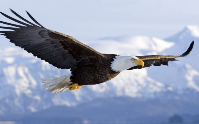 Bald eagle flying mountain range #5 free wallpaper for desktop - medium preview image