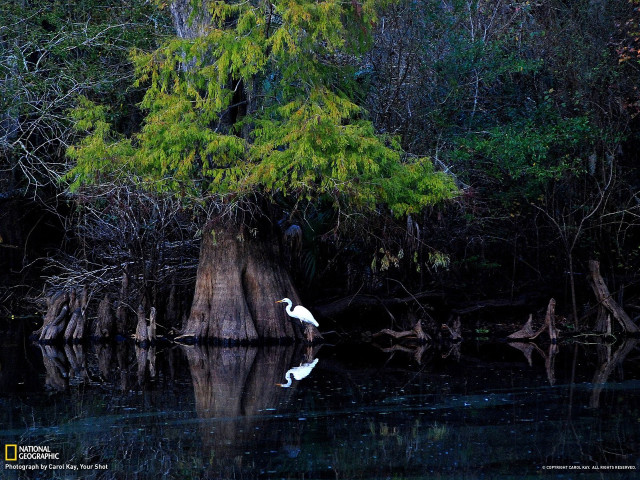 White bird tree stump lake free wallpaper for desktop - medium preview image