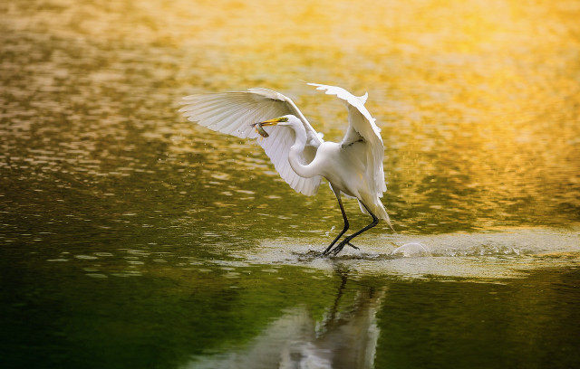 White bird wings spread water #3 free wallpaper for desktop - medium preview image