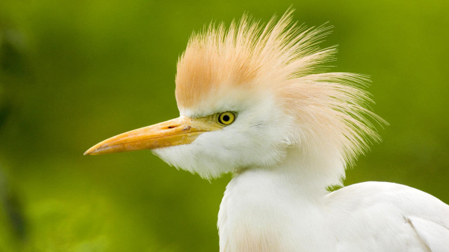 White bird yellow head grass free wallpaper for desktop - medium preview image
