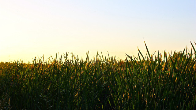 Bird flying lush green field free wallpaper for desktop - medium preview image