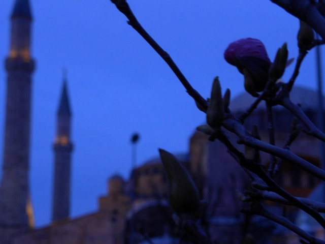 Tree branch flower building minaret free wallpaper for desktop - medium preview image