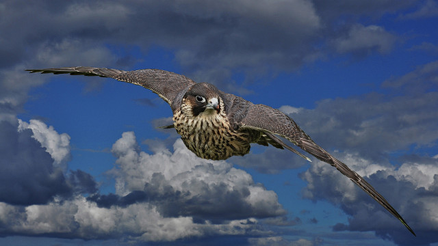 Bird flying cloudy sky wings #2 free wallpaper for desktop - medium preview image