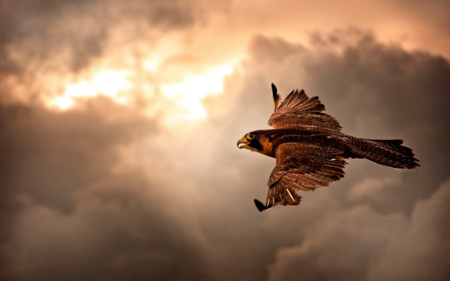 Bird flying cloudy sky sun #3 free wallpaper for desktop - medium preview image
