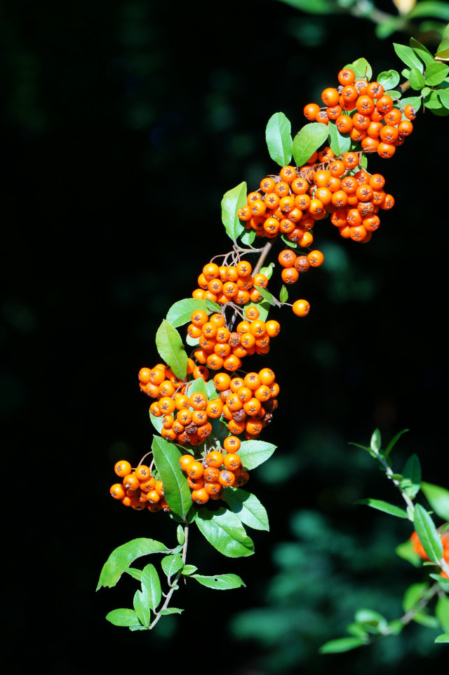 Orange berries green leaves branch free wallpaper for mobile - medium preview image