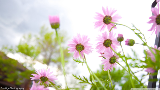 Pink flowers garden sky clouds free wallpaper for desktop - medium preview image