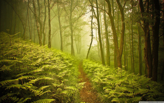 Forest path ferns fog nature free wallpaper for desktop - medium preview image