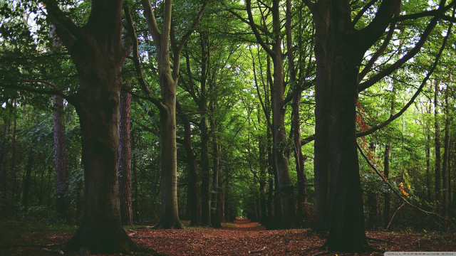 Forest path trees leaves ground free wallpaper for desktop - medium preview image